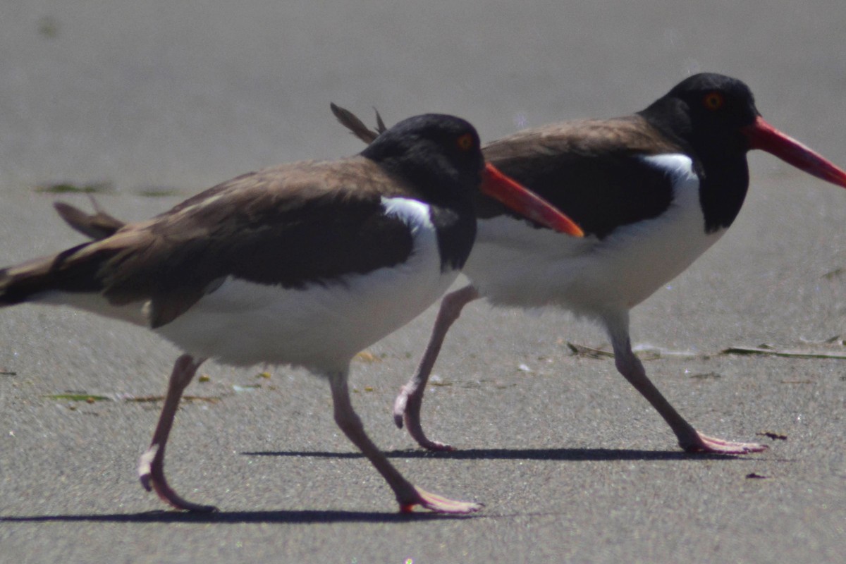 American Oystercatcher - ML611972840