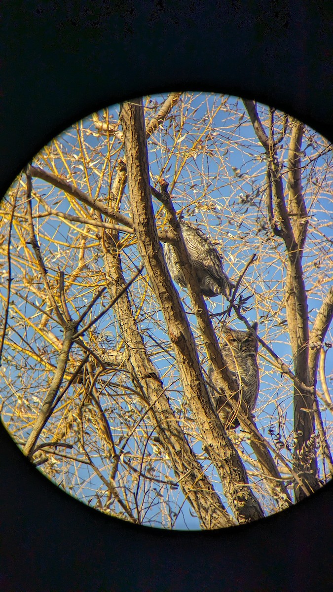 Great Horned Owl - ML611972857