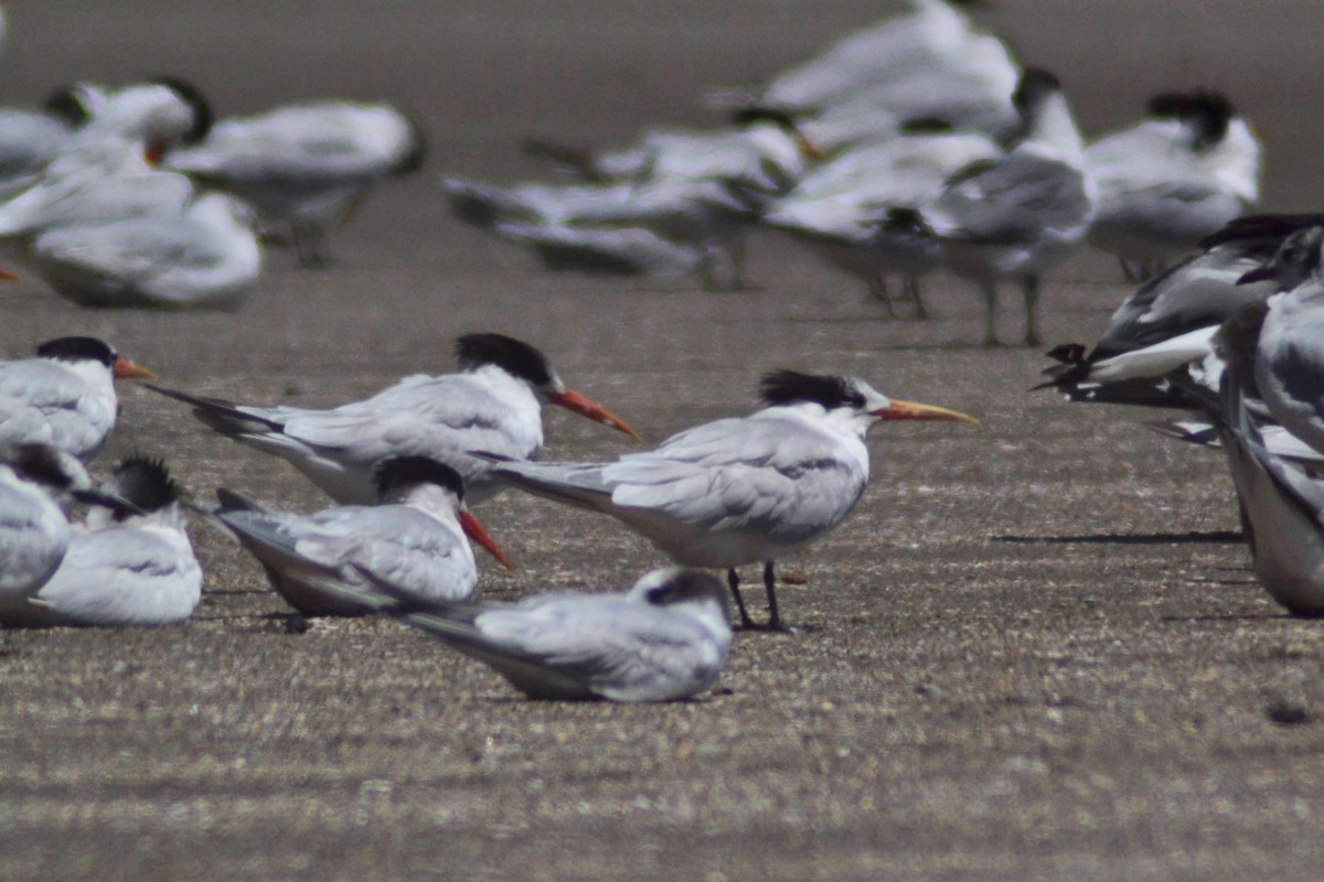 Elegant Tern - ML611972866