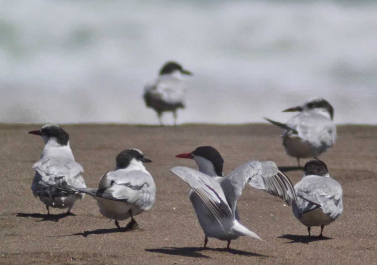 South American Tern - ML611972869