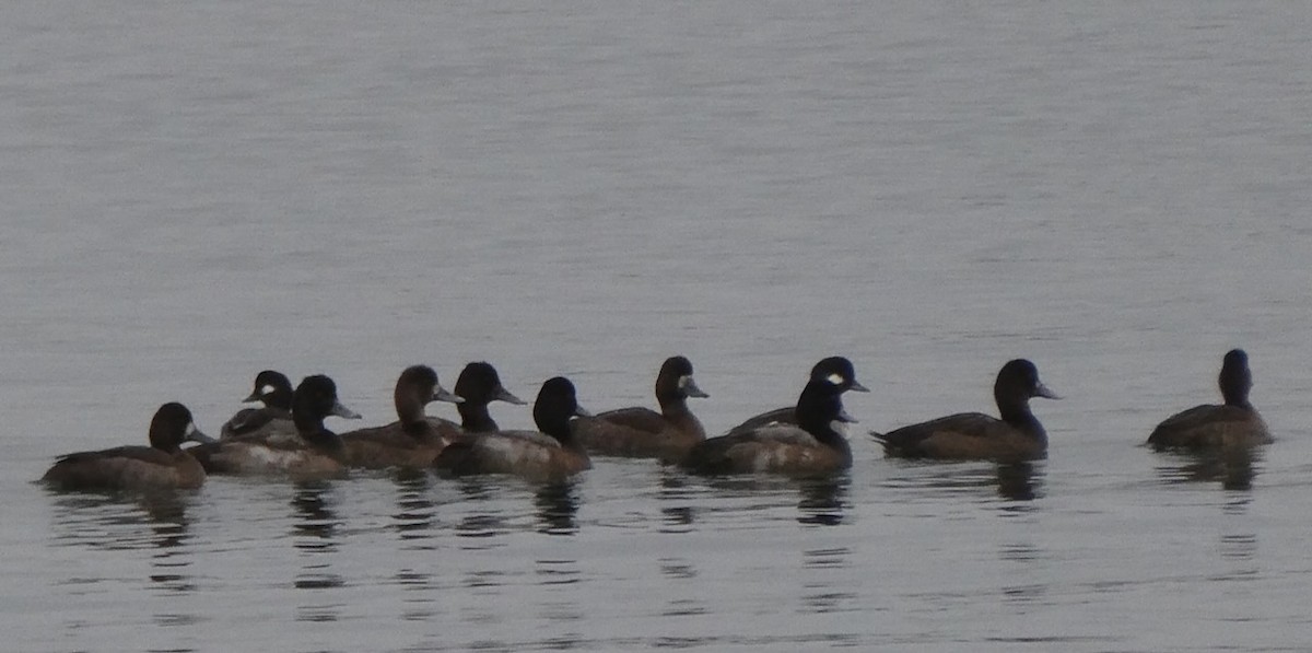 Greater/Lesser Scaup - ML611972887