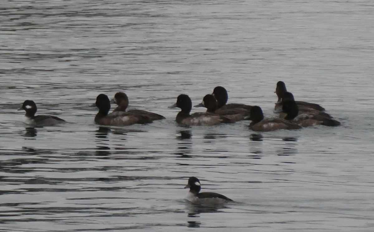Greater/Lesser Scaup - ML611972888