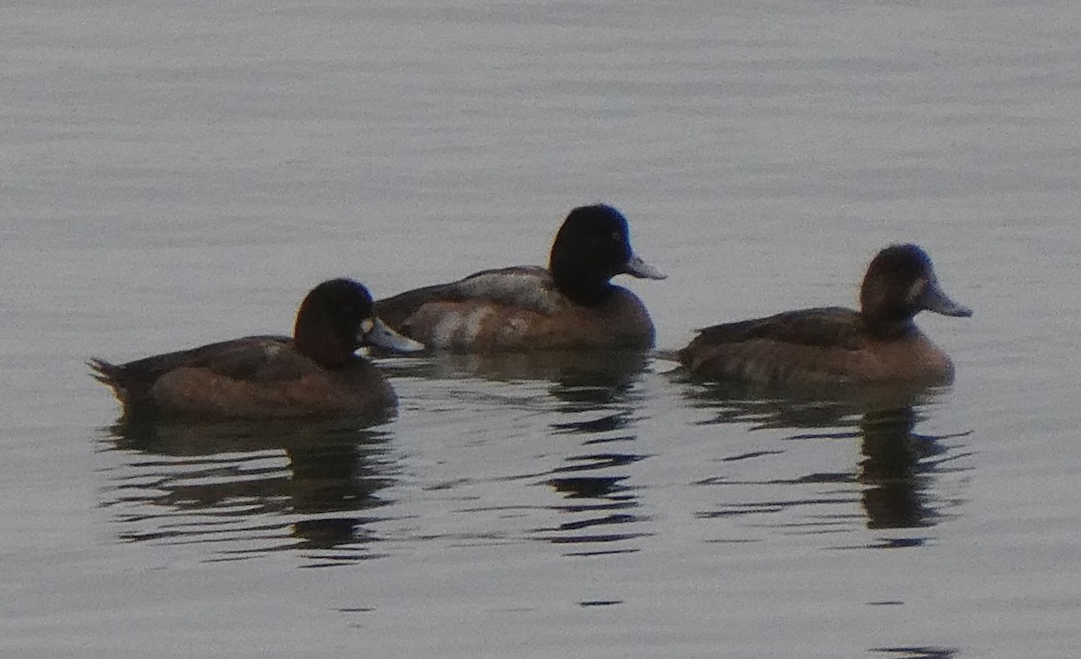 Greater/Lesser Scaup - ML611972889