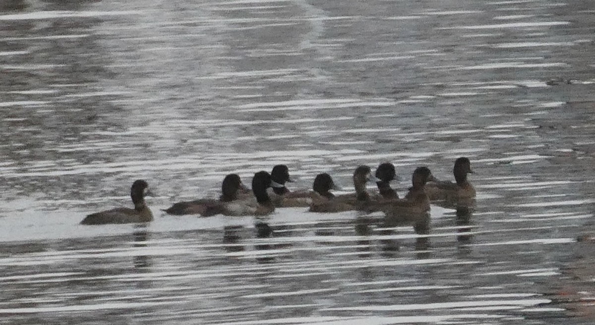 Greater/Lesser Scaup - ML611972890