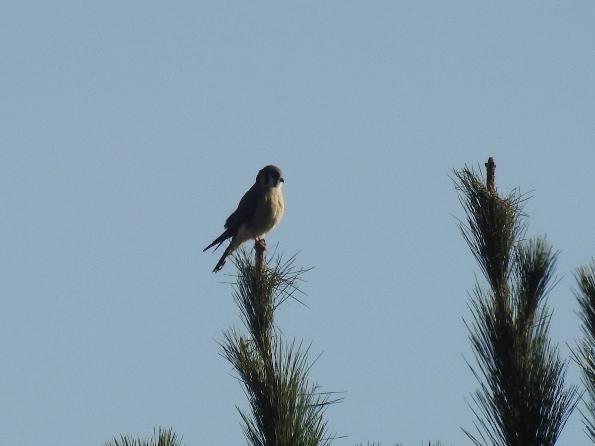 American Kestrel - Alex Trifunovic