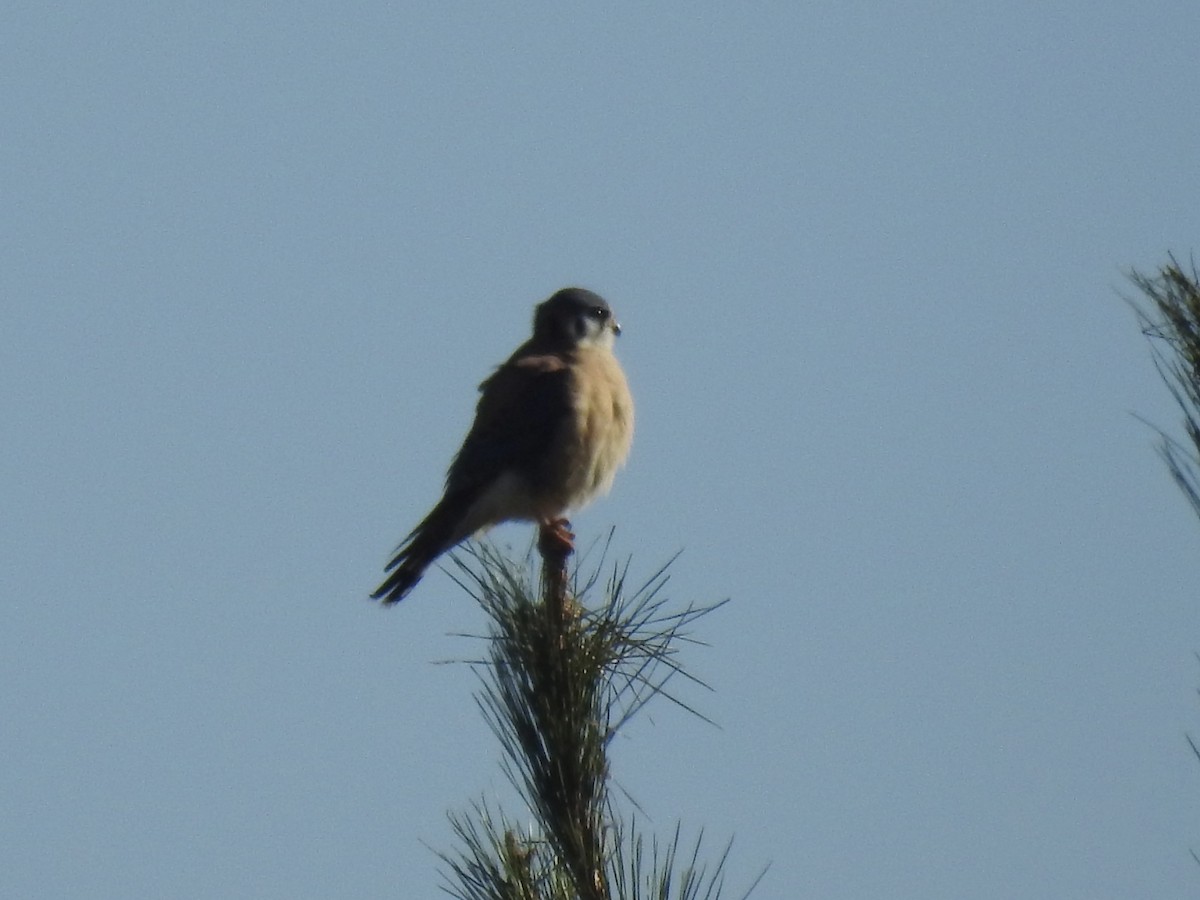 American Kestrel - ML611972913