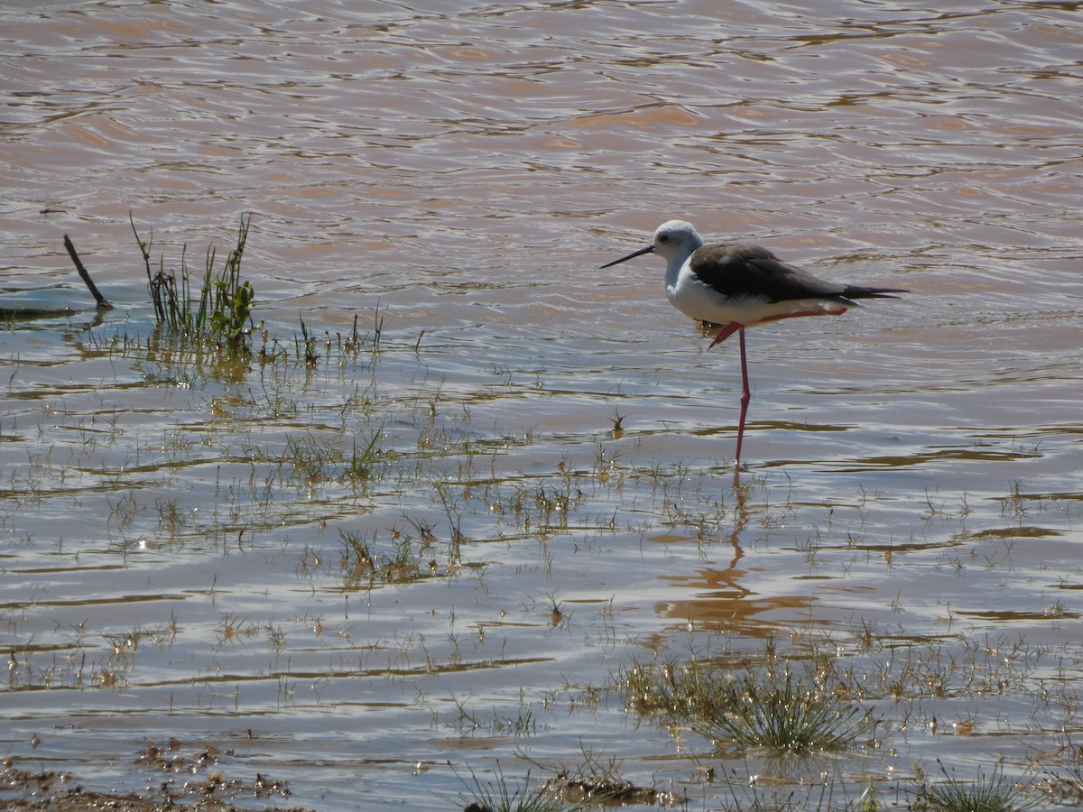 Black-winged Stilt - ML611972914