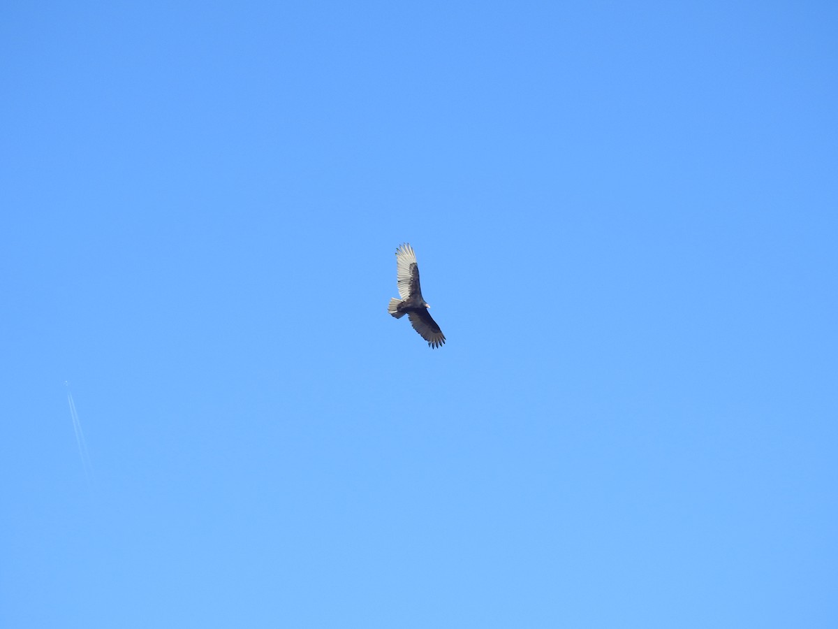 Turkey Vulture (Northern) - ML611972925