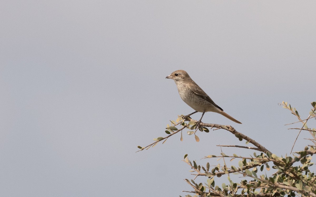 Red-tailed/Isabelline Shrike - Emmanuel Naudot