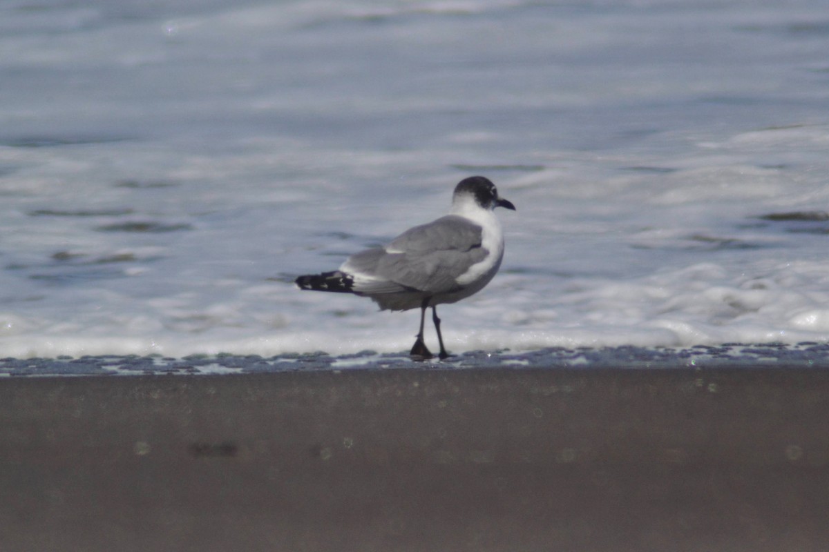 Franklin's Gull - ML611972951