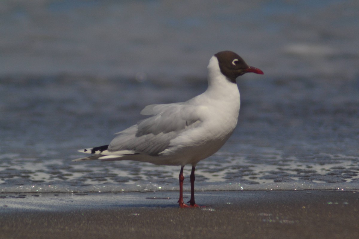 Brown-hooded Gull - ML611972954