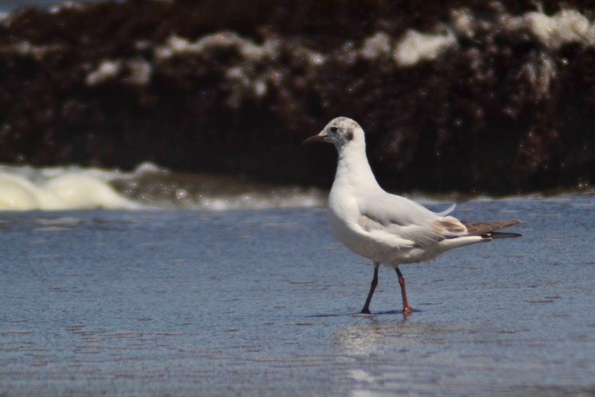 Brown-hooded Gull - ML611972955