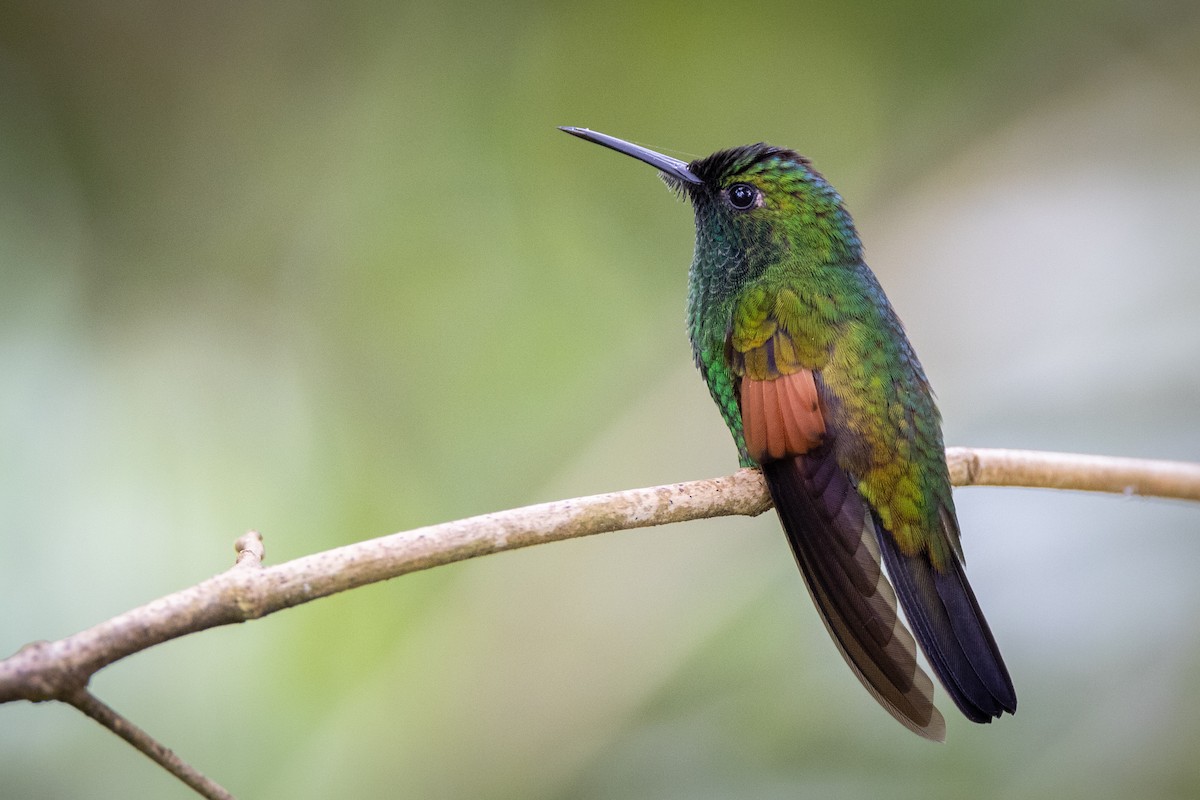 Stripe-tailed Hummingbird - ML611972968