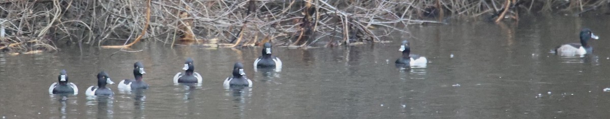 Ring-necked Duck - ML611973101