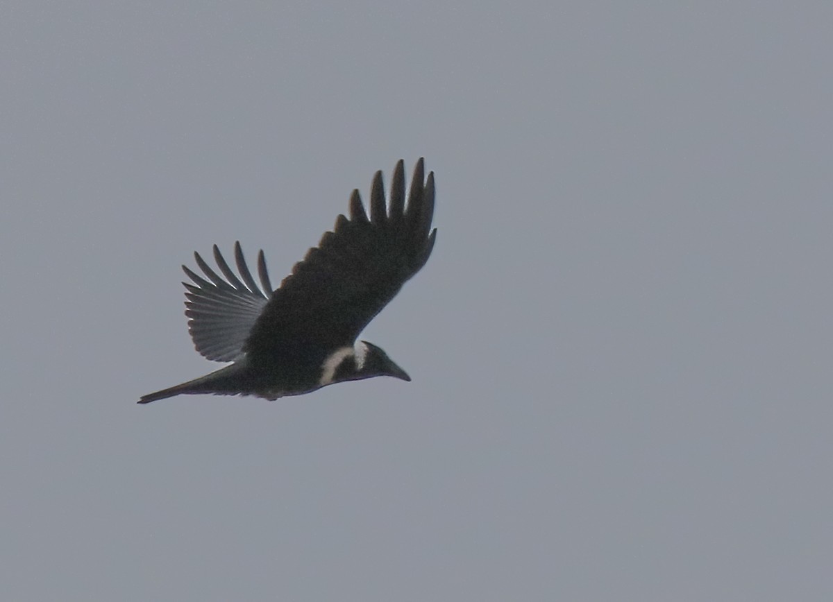 Collared Crow - ML611973105