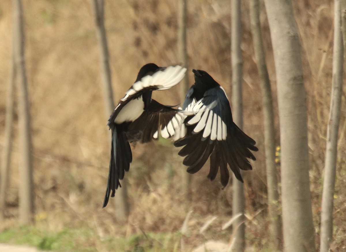 Oriental Magpie - ML611973110