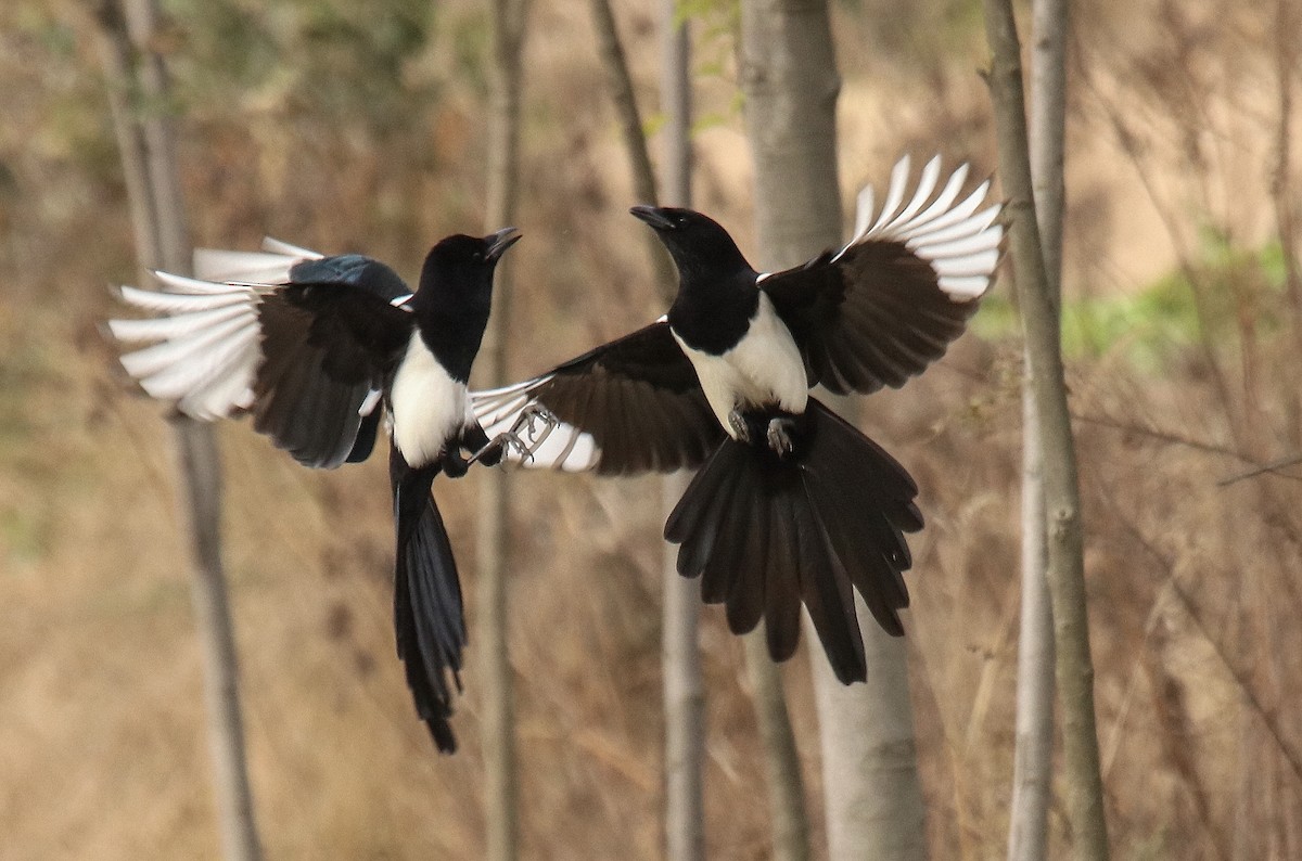 Oriental Magpie - ML611973111