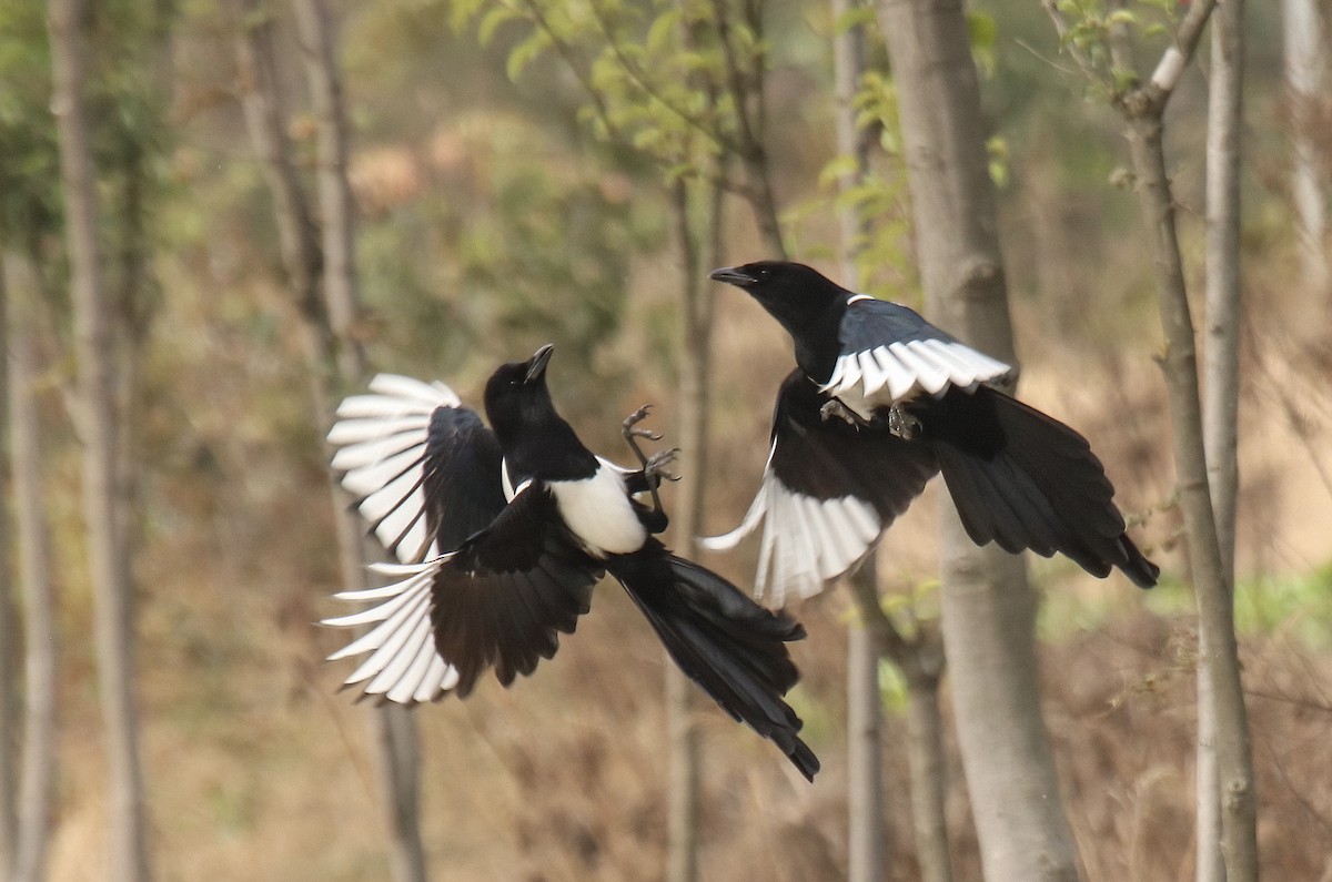 Oriental Magpie - ML611973113