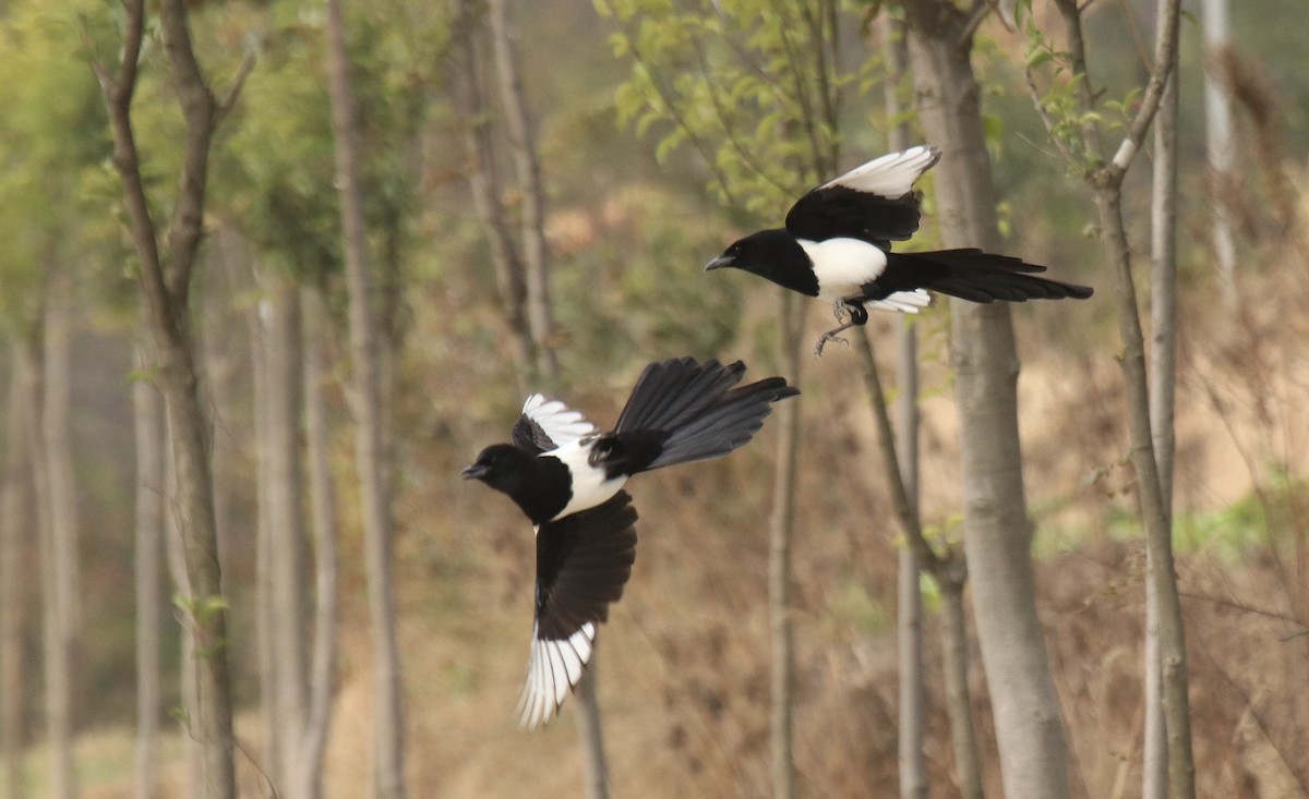 Oriental Magpie - ML611973115