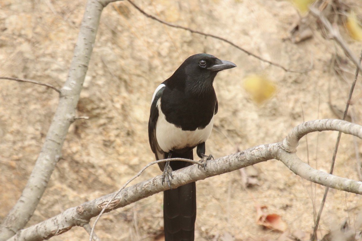 Oriental Magpie - ML611973116