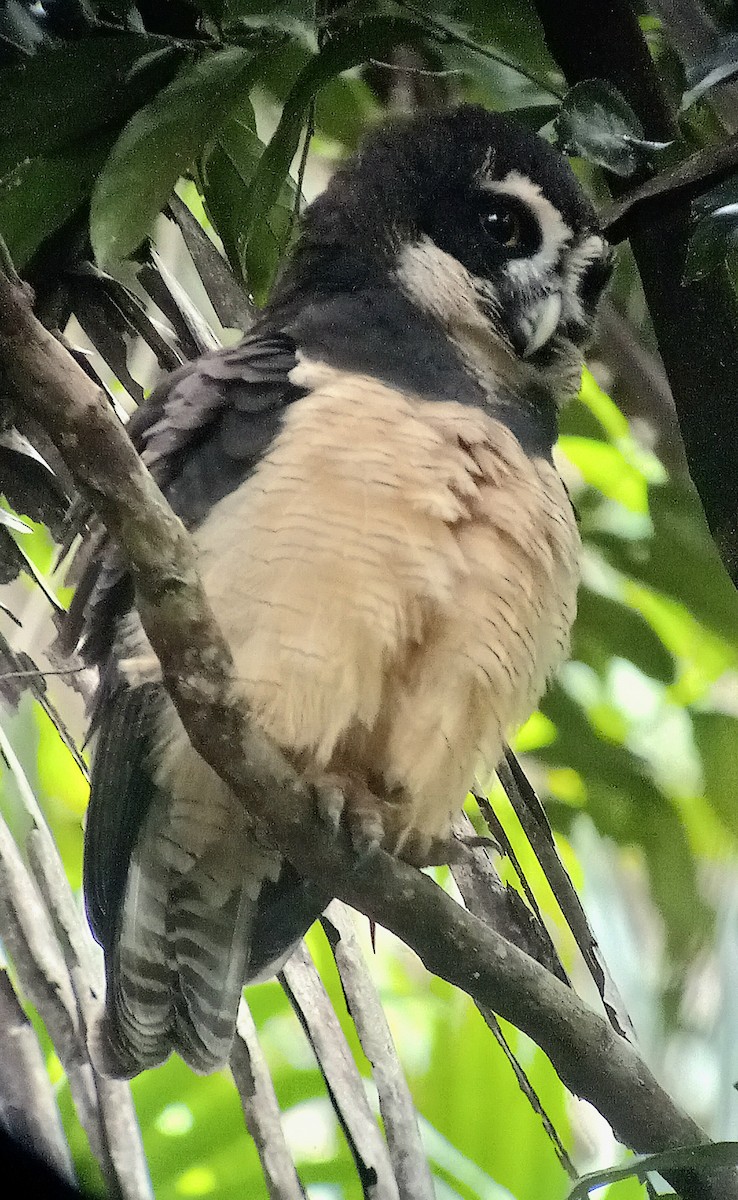 Spectacled Owl - ML611973132