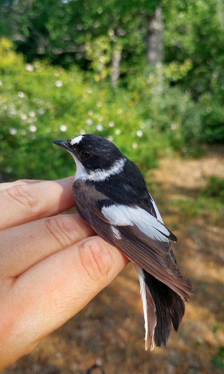 雑種 マダラヒタキ x シロエリヒタキ - eBird