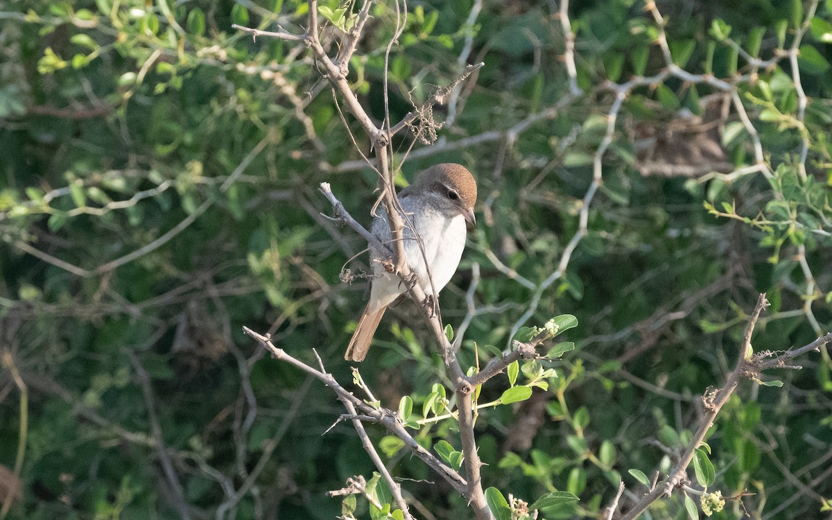 Red-tailed Shrike - ML611973151