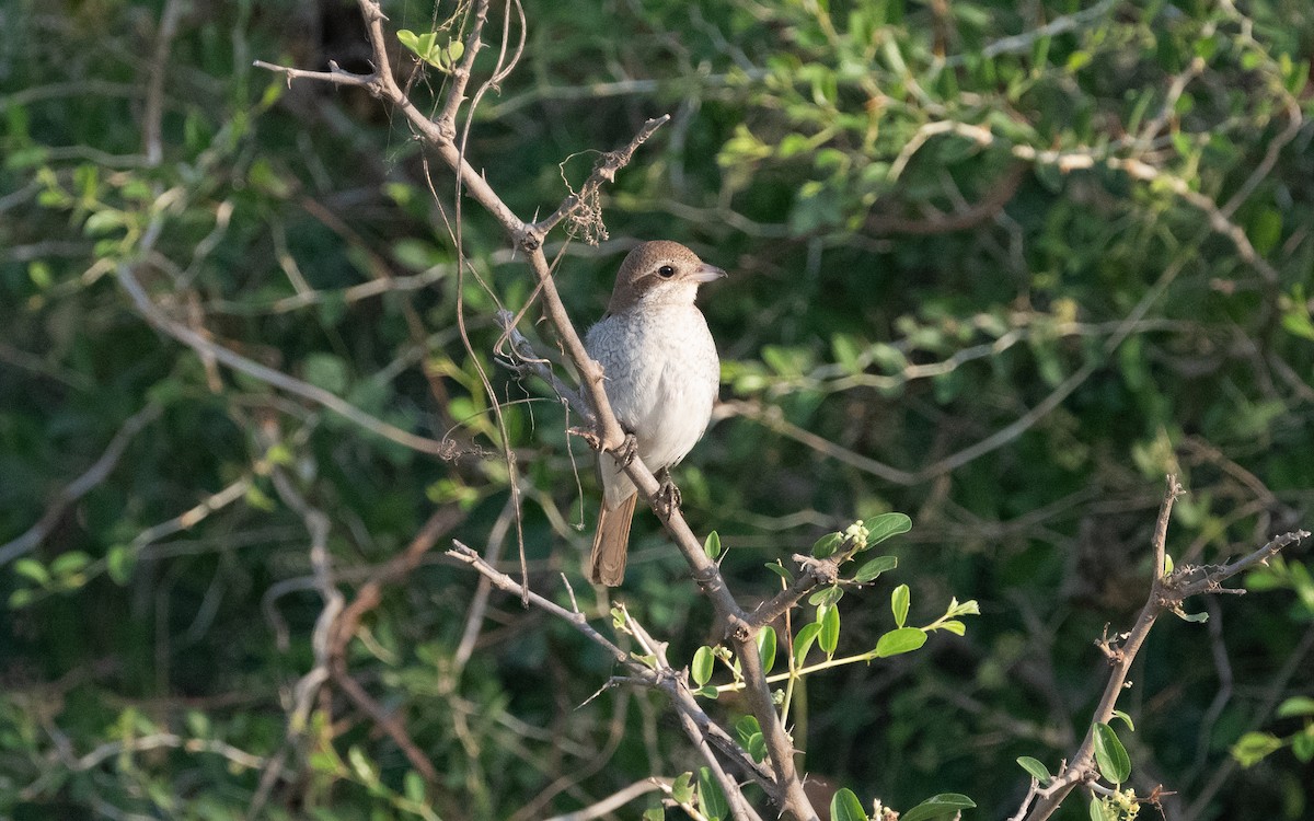 Red-tailed Shrike - ML611973154