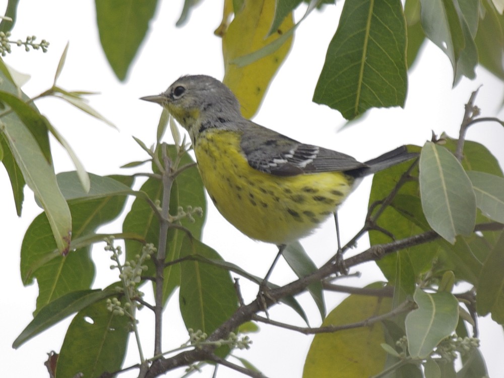 Magnolia Warbler - Volkov Sergey