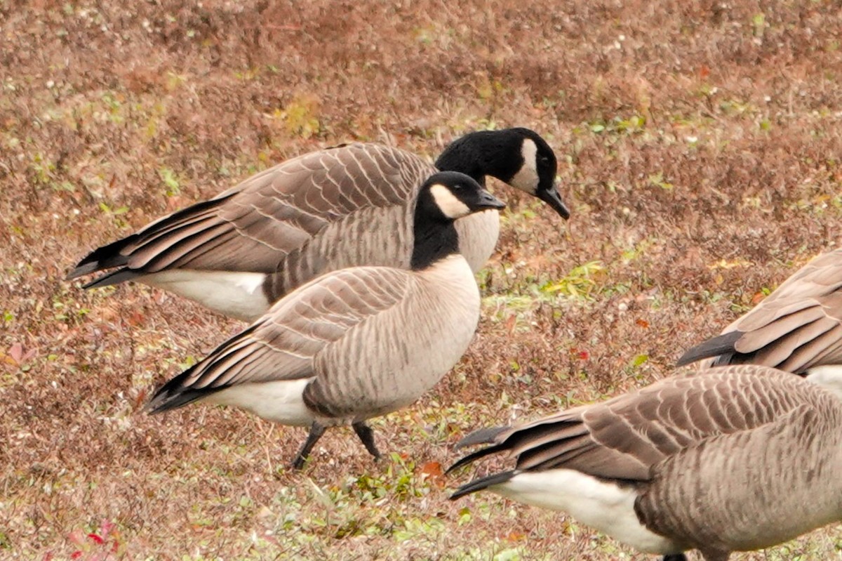 Cackling Goose - ML611973170