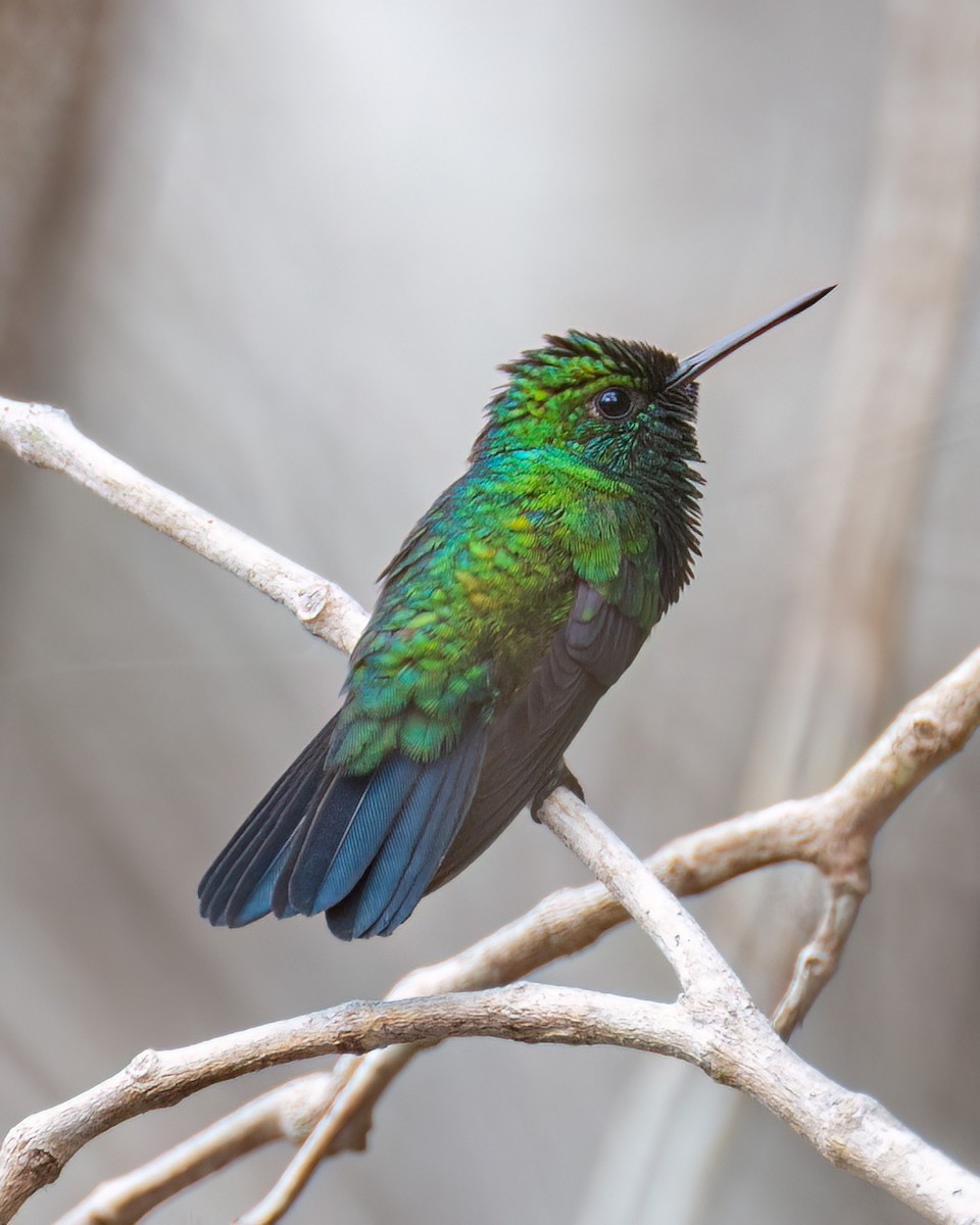 Blue-chinned Sapphire - Victor Pássaro