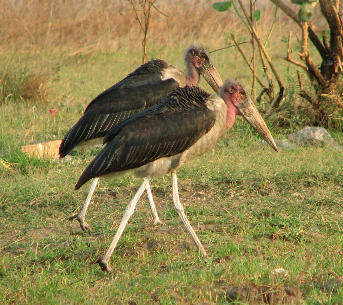 Marabou Stork - ML611973192