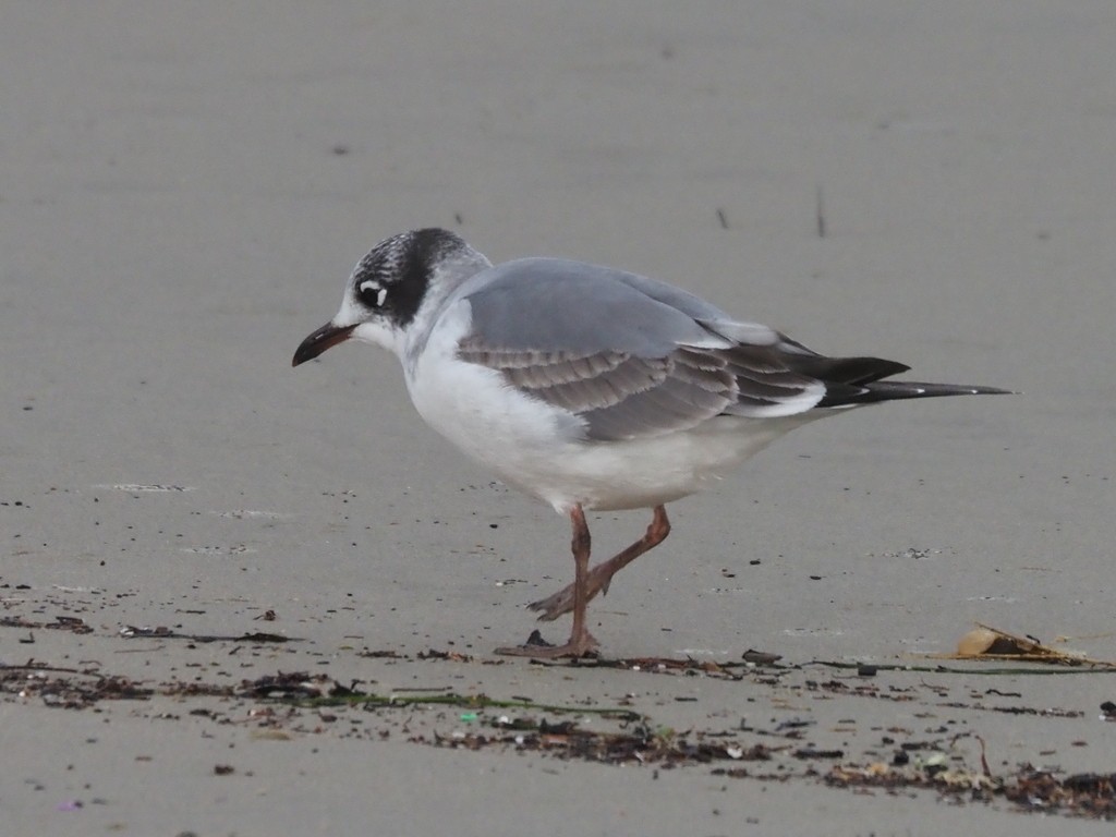 Franklin's Gull - James Maughn