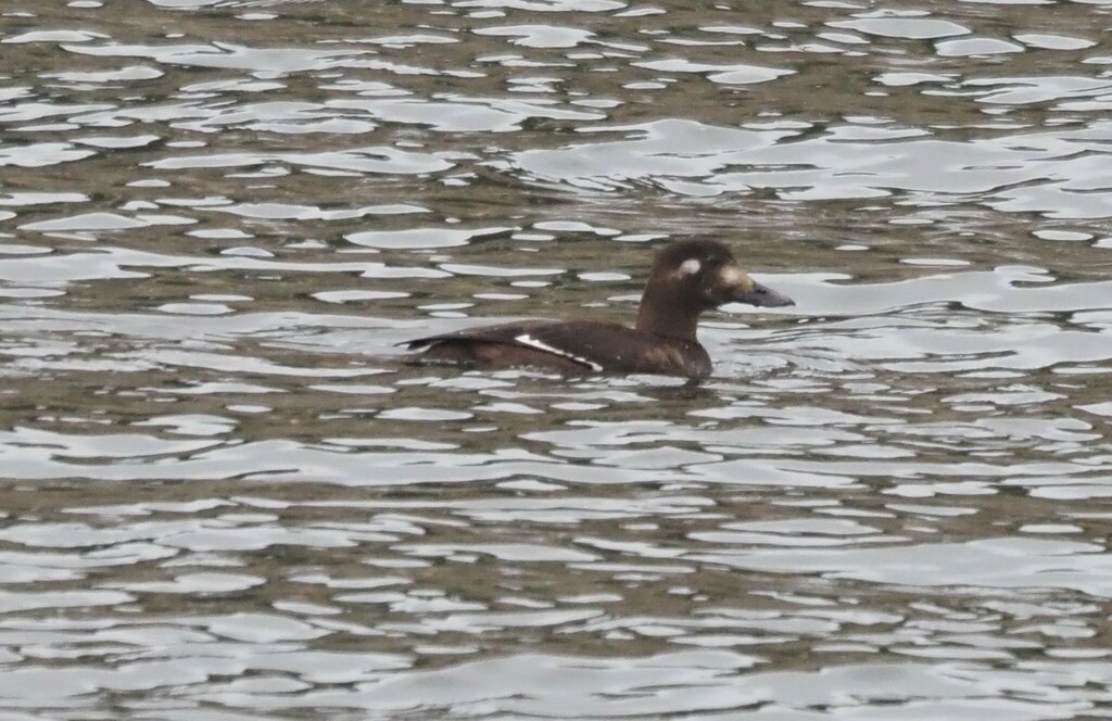 White-winged Scoter - James Maughn