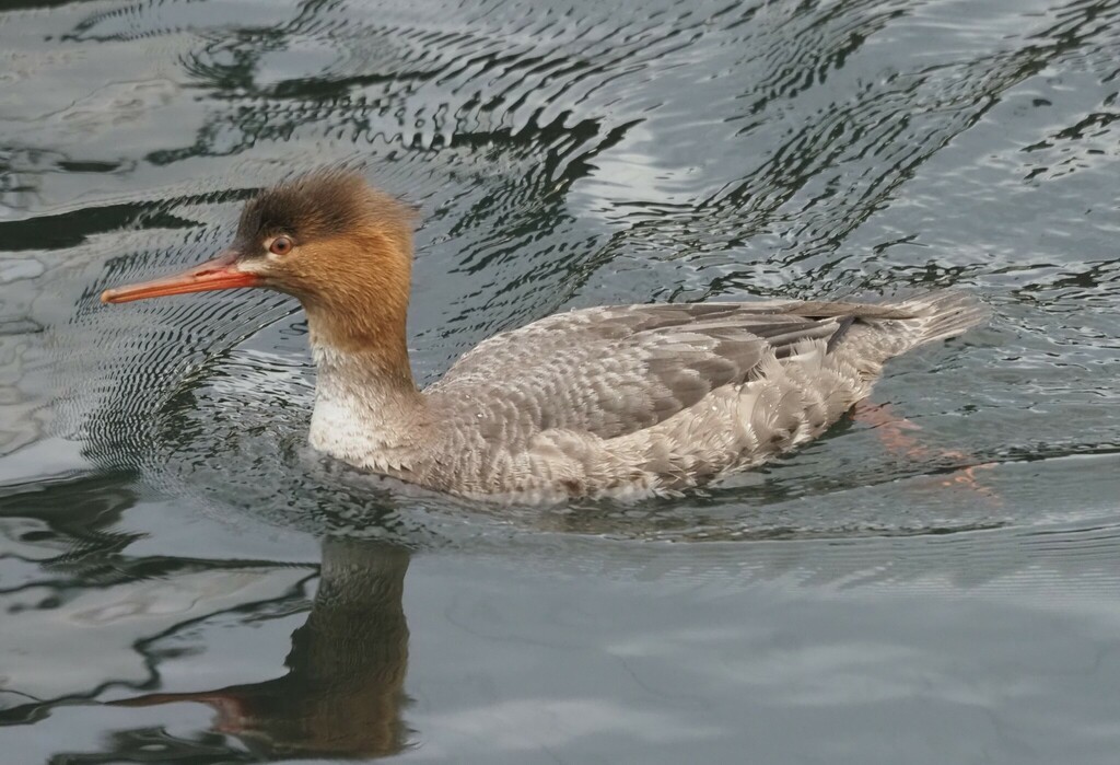 Red-breasted Merganser - James Maughn