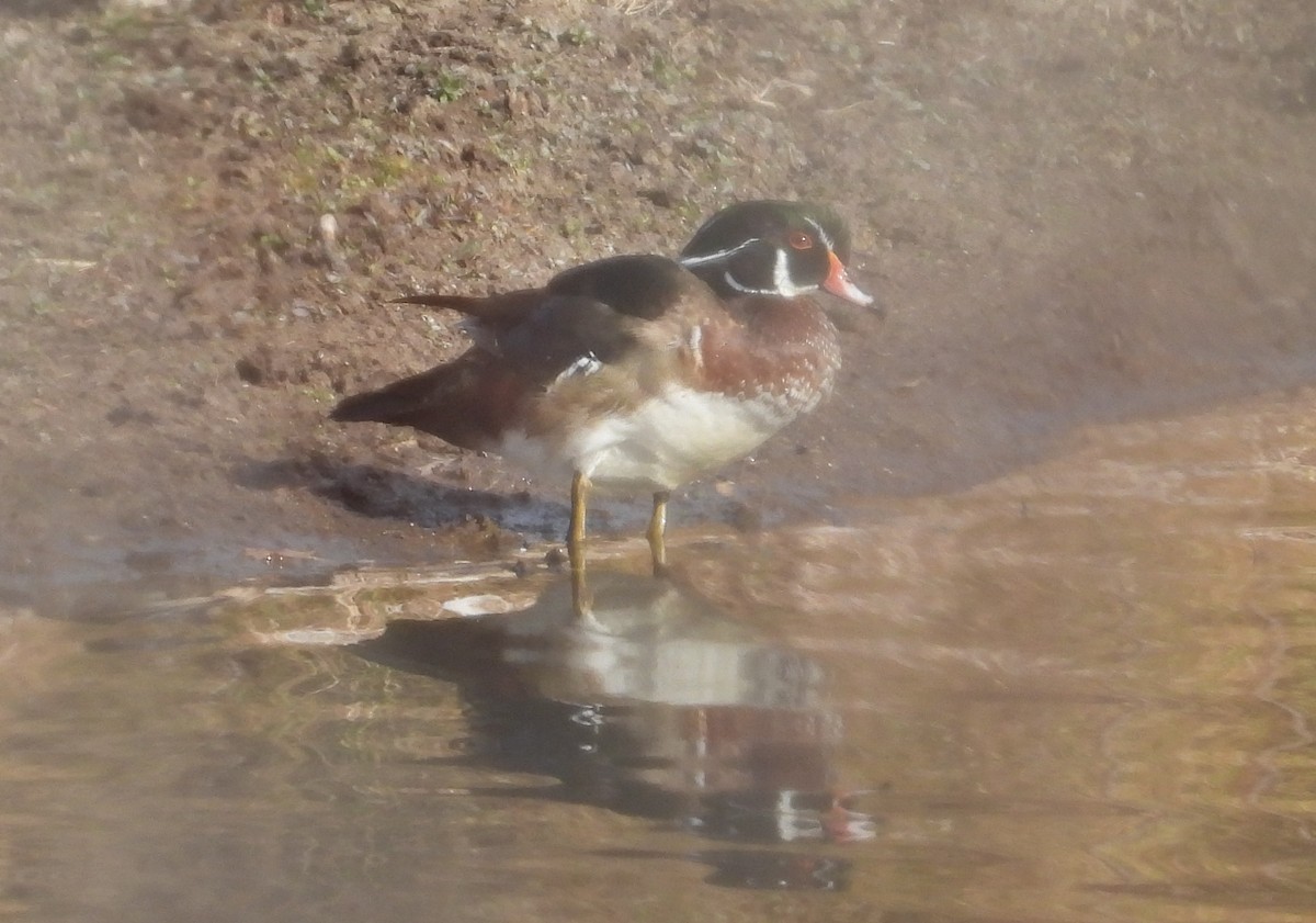 Wood Duck - Christopher Pipes