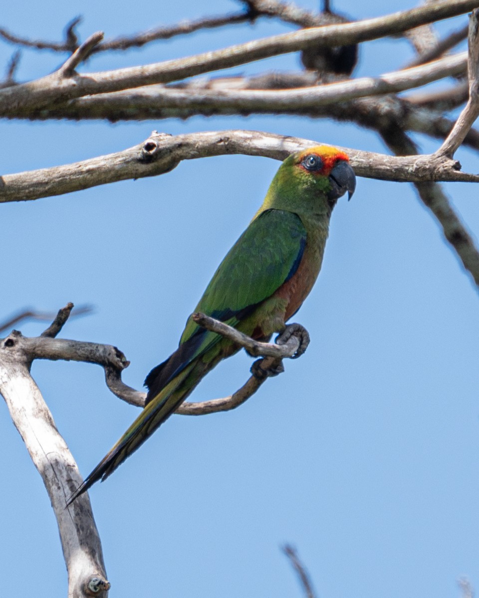 Golden-capped Parakeet - ML611973380