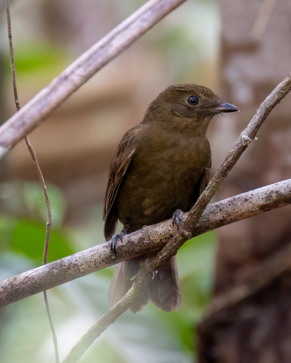 Brown-winged Schiffornis - ML611973460