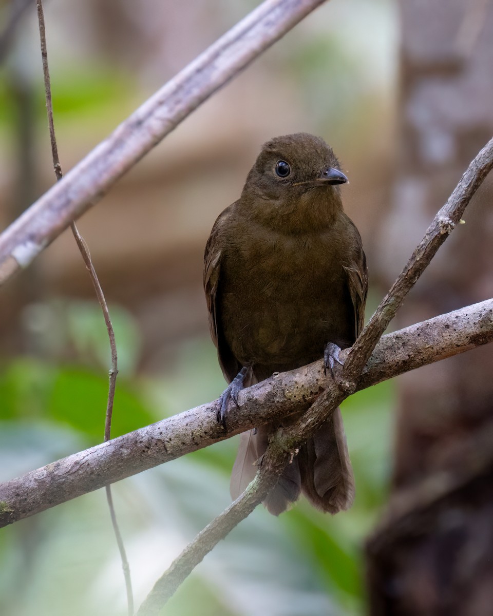 Brown-winged Schiffornis - ML611973461