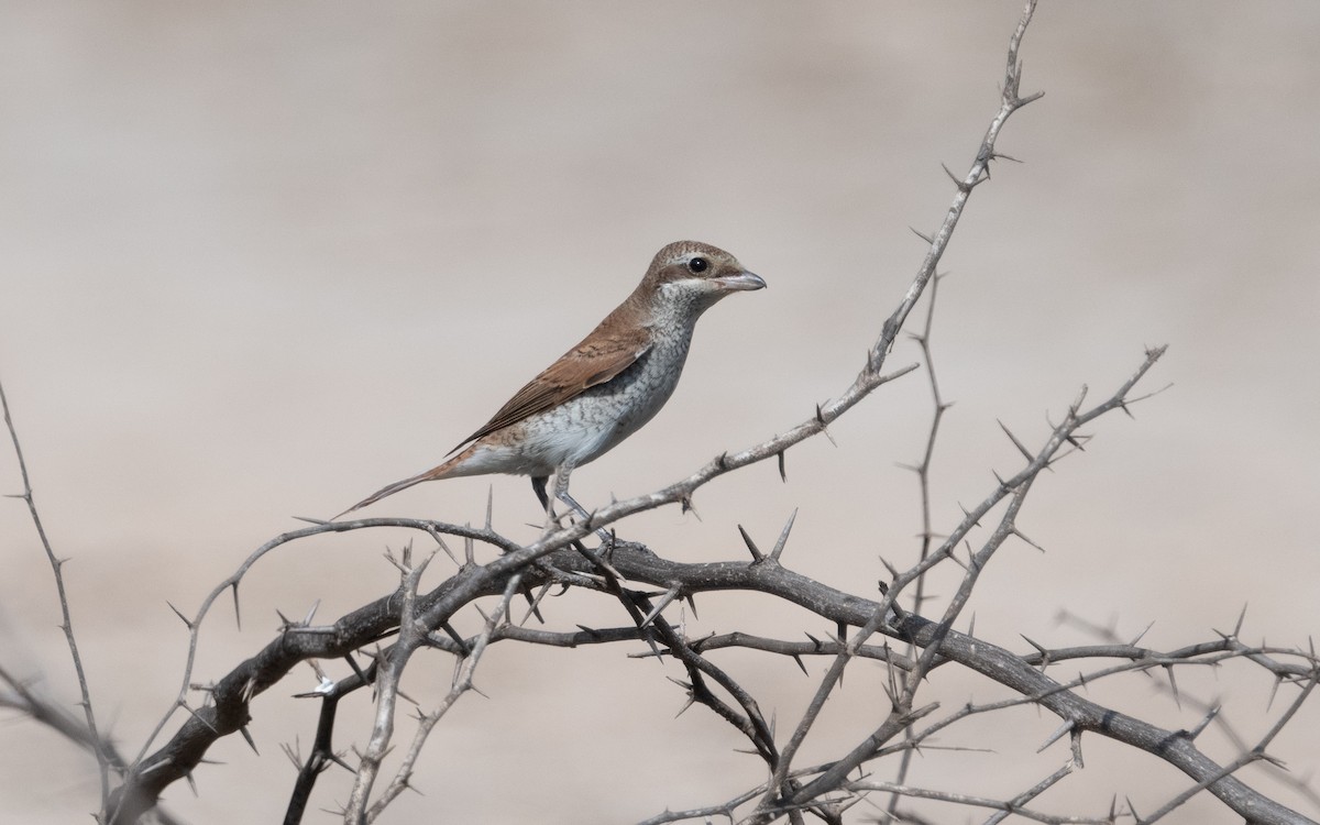 Red-backed Shrike - ML611973470