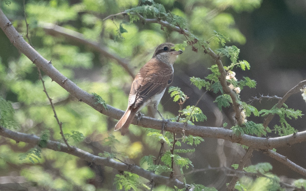 Red-backed Shrike - ML611973471