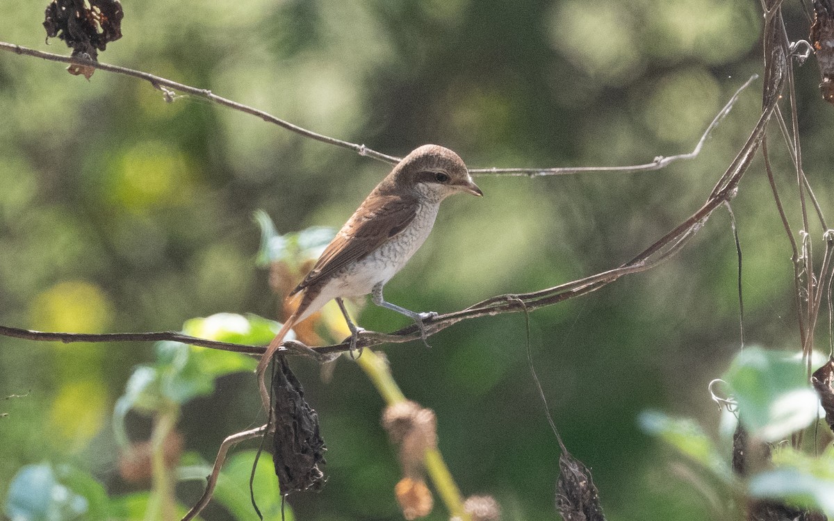 Red-backed Shrike - ML611973472