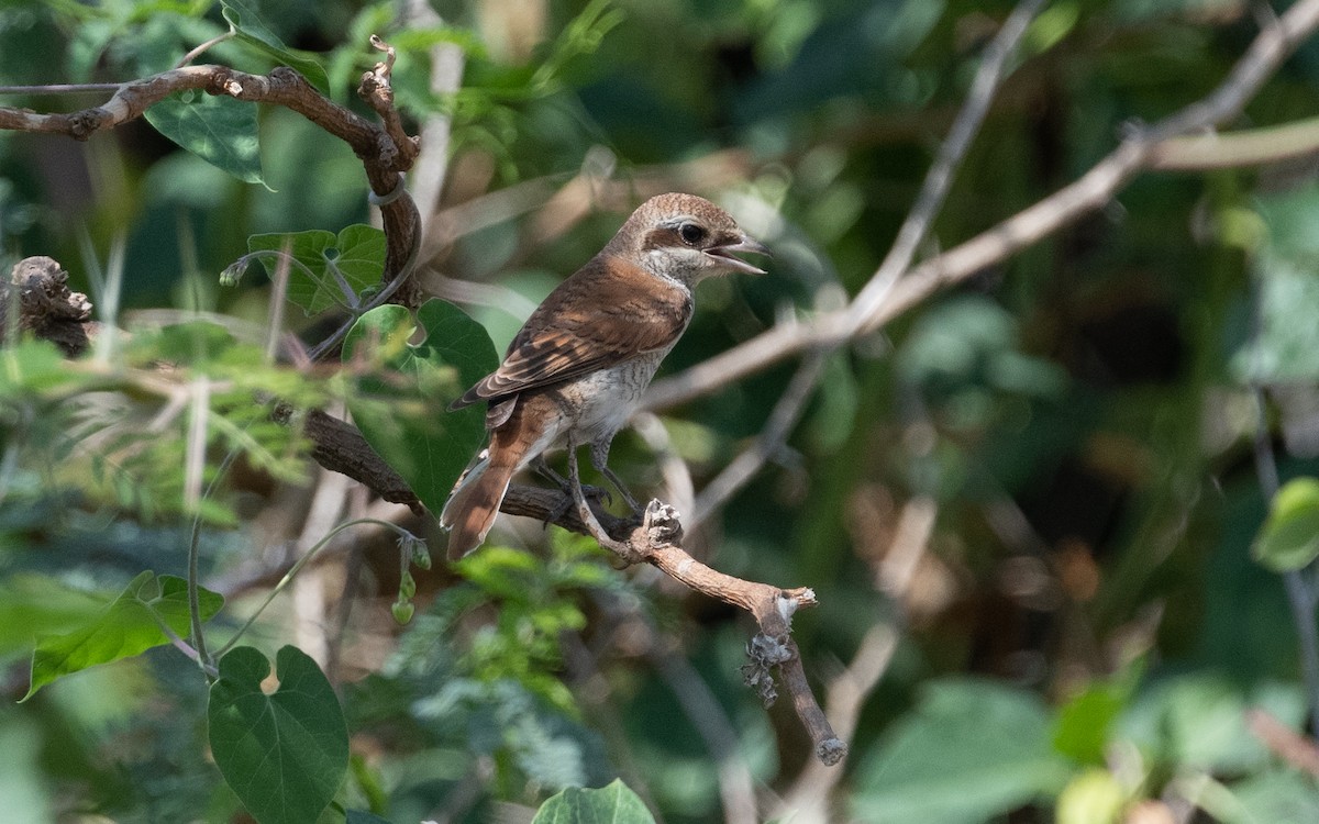 Red-backed Shrike - ML611973473