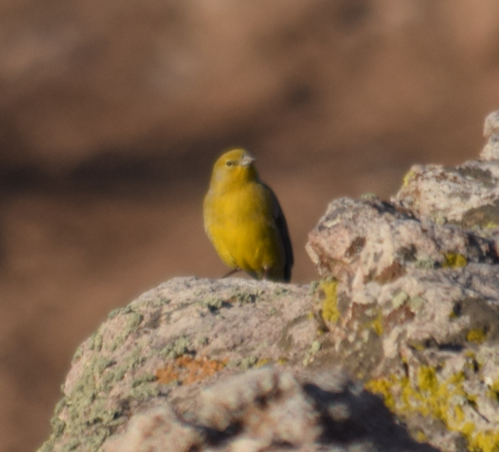 Greater Yellow-Finch - ML611973500