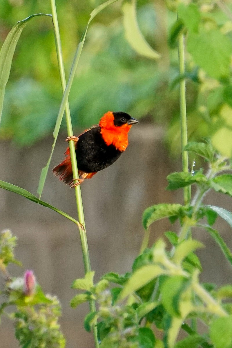 Northern Red Bishop - Toby Ross