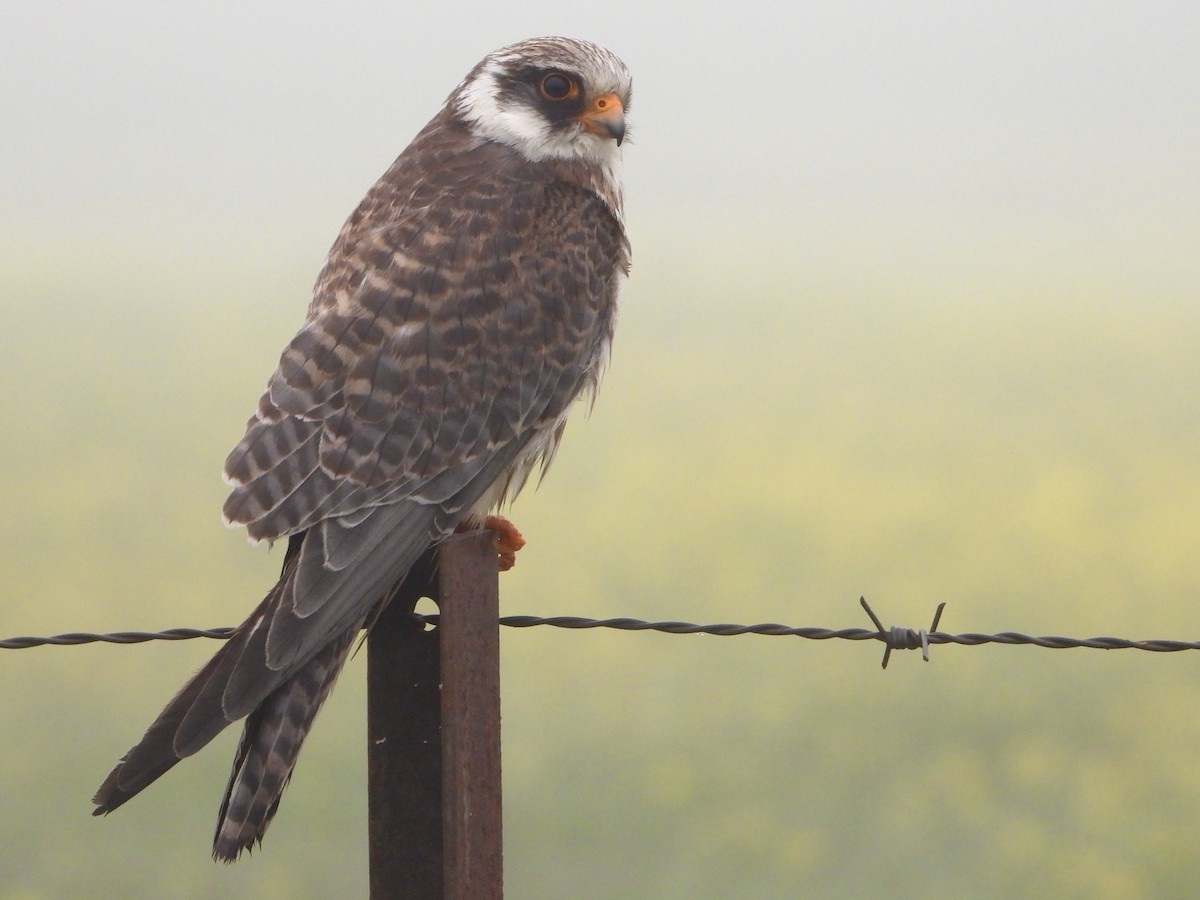 Red-footed Falcon - ML611973612