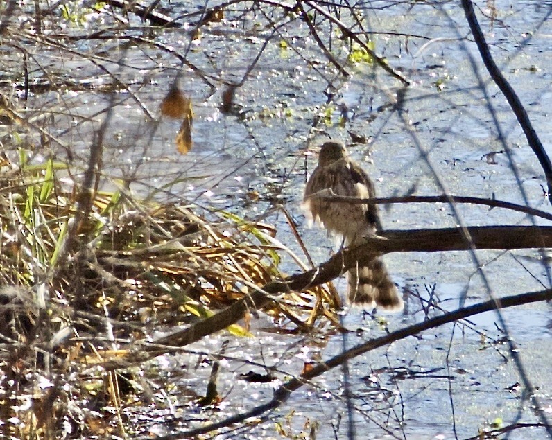 Sharp-shinned Hawk - ML611973679