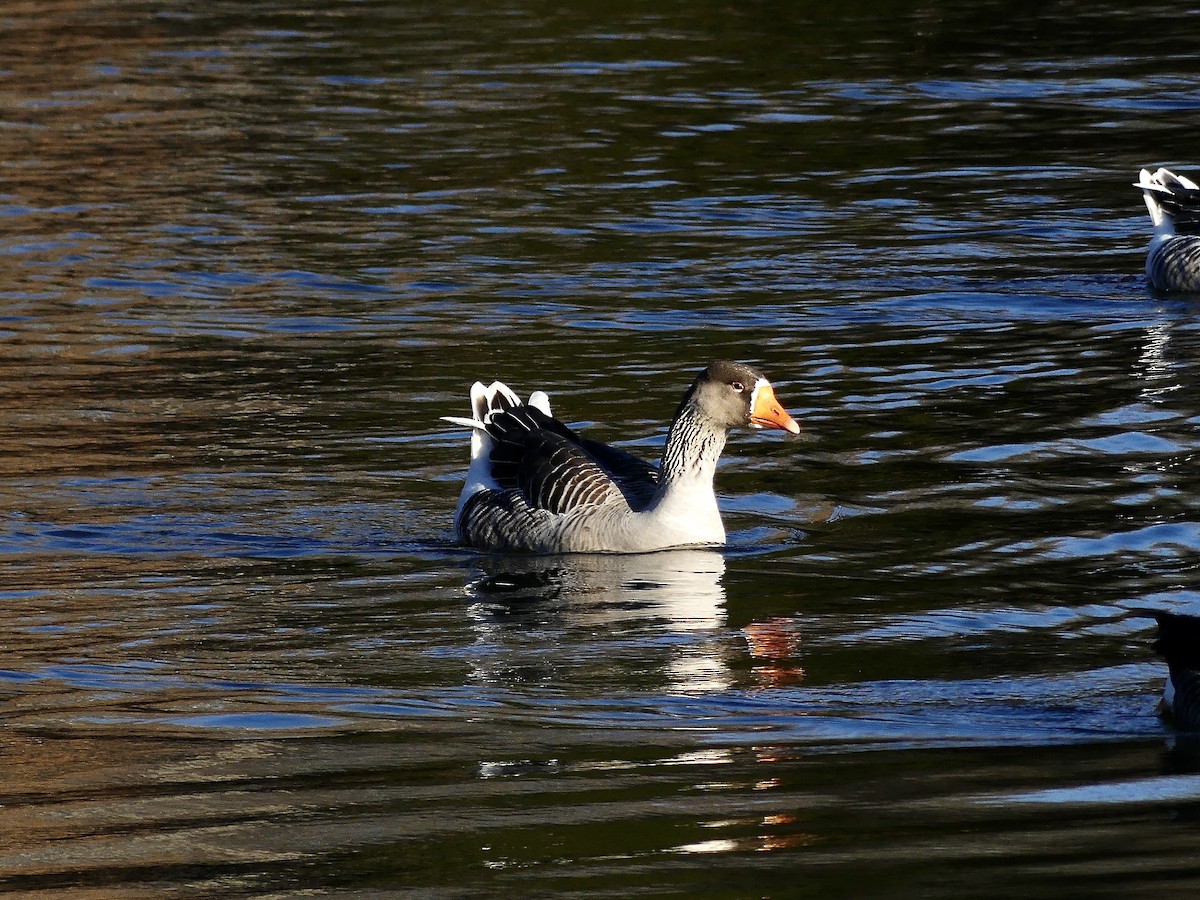 Domestic goose sp. (Domestic type) - ML611973740