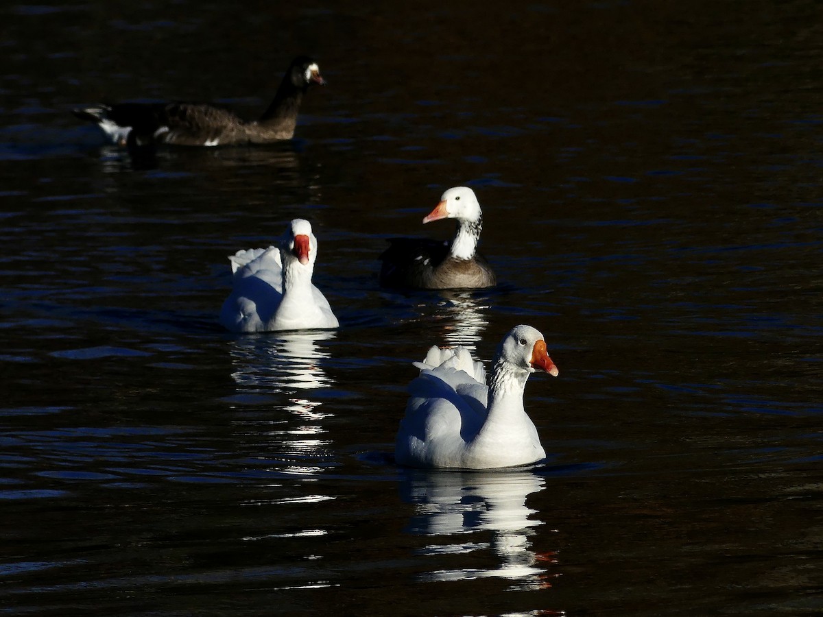 Domestic goose sp. (Domestic type) - ML611973741
