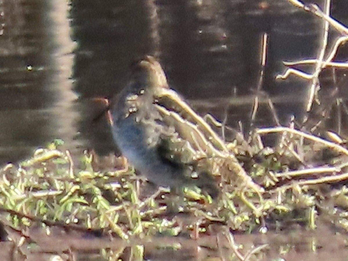 Wilson's Snipe - ML611973799